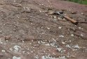Tambacher Sandstein (Tambach) Schichtfläche mit Trockenrissen und Fährten